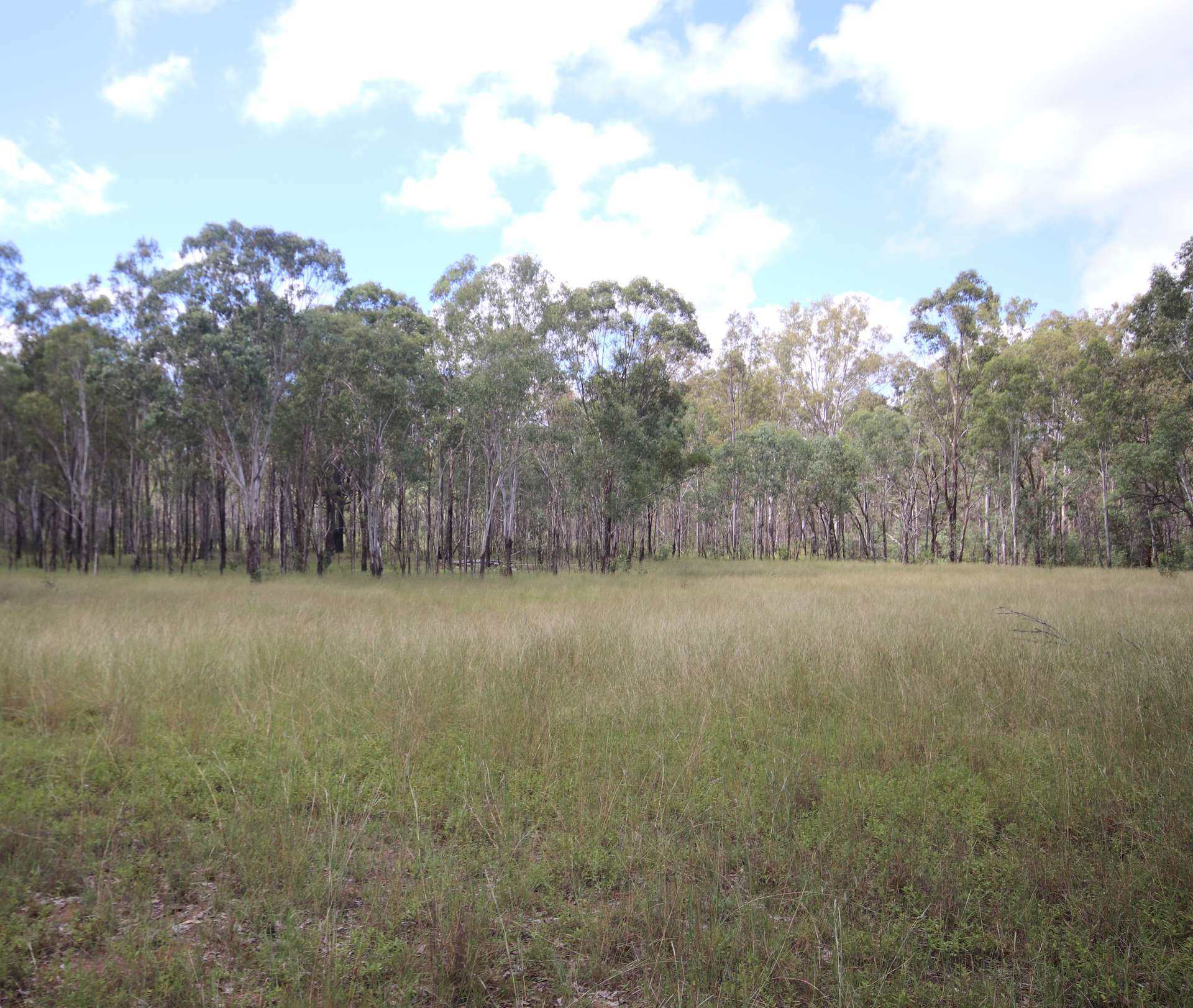 'Greentree' Mundubbera-Durong Rd, Mundubbera Sold by Farmbuy.com - image 7