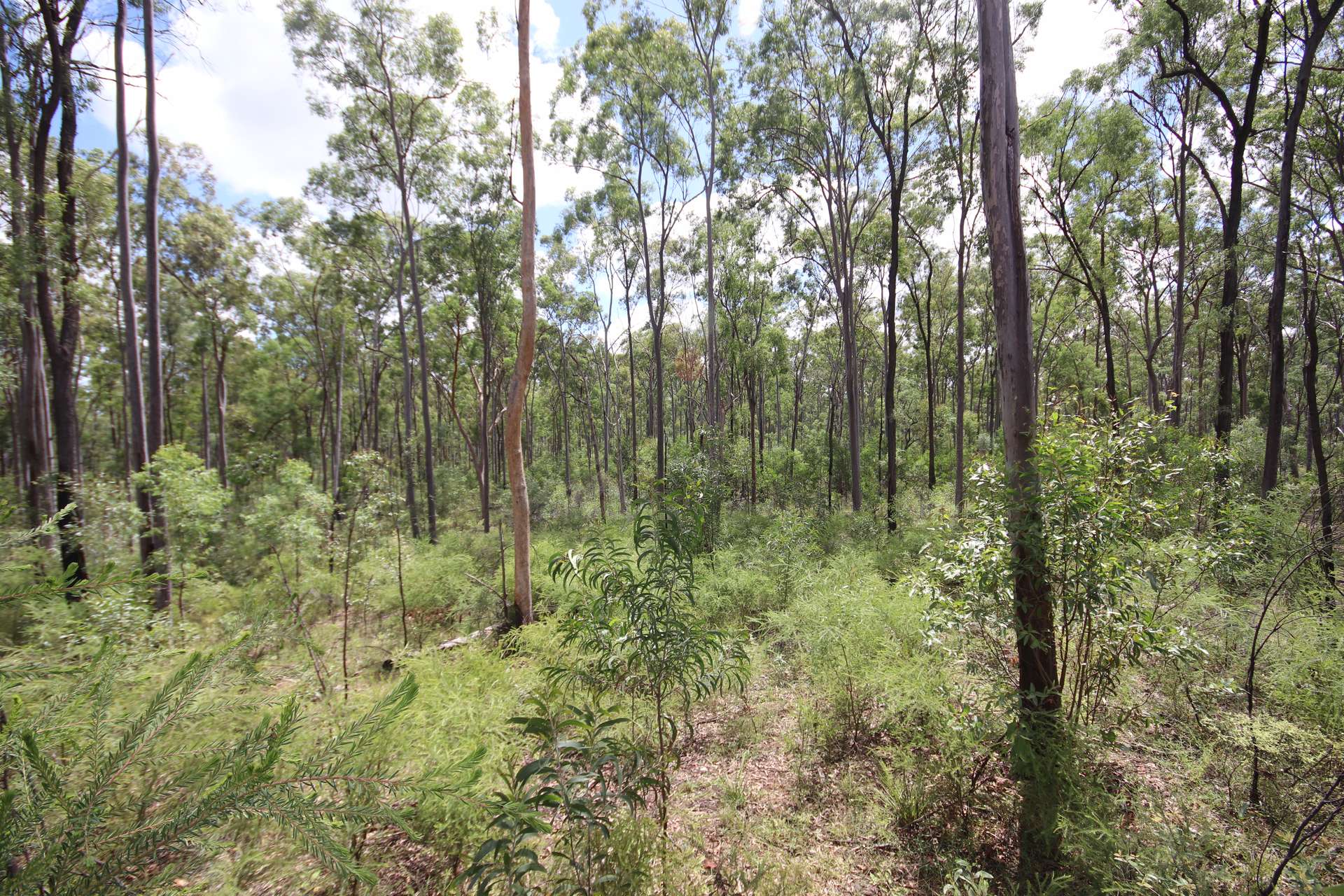 'Greentree' Mundubbera-Durong Rd, Mundubbera Sold by Farmbuy.com - image 8