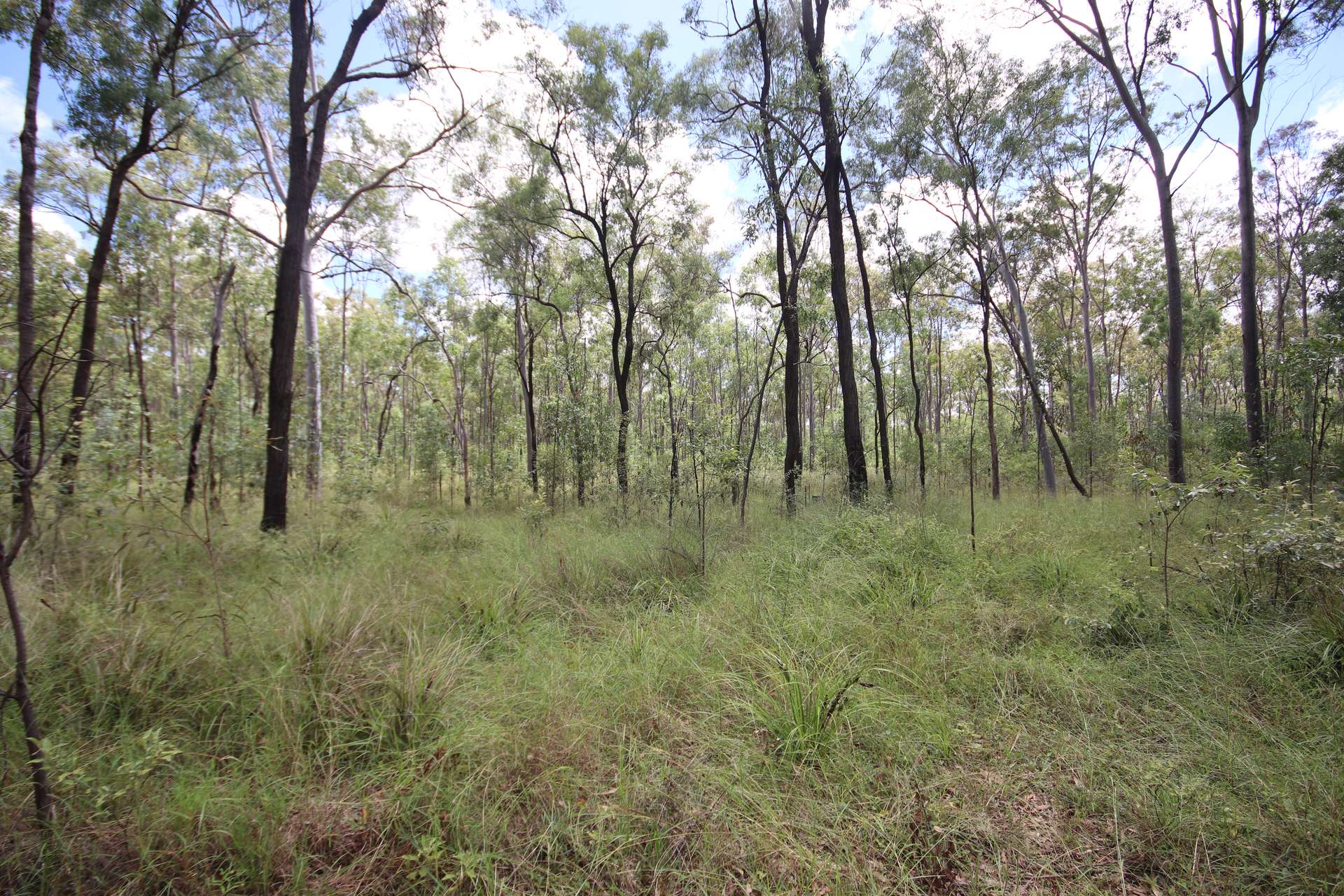 'Greentree' Mundubbera-Durong Rd, Mundubbera Sold by Farmbuy.com - image 9