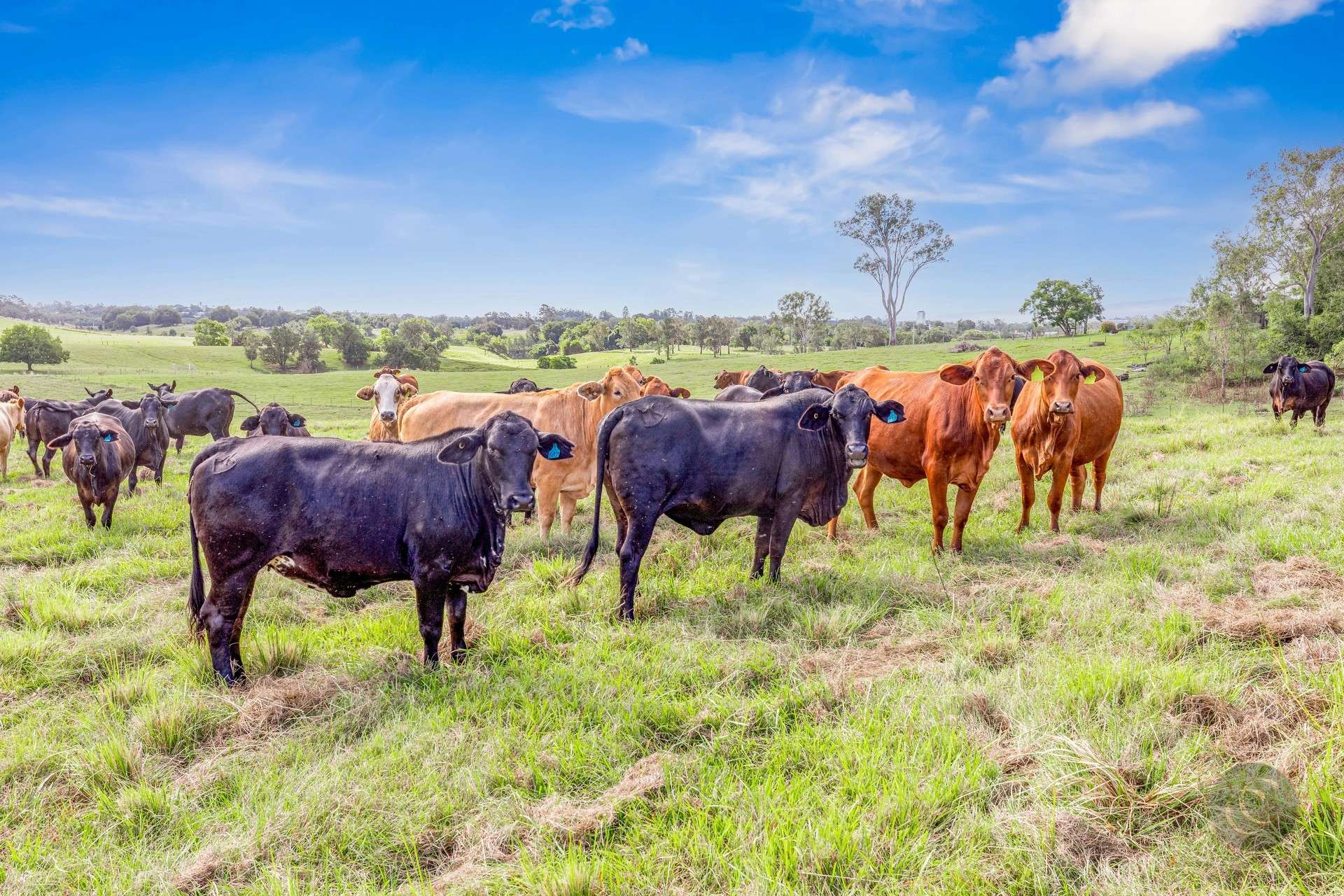 Lot 1 Fitzpatrick Road, Jones Hill For Sale by Farmbuy.com - image 14
