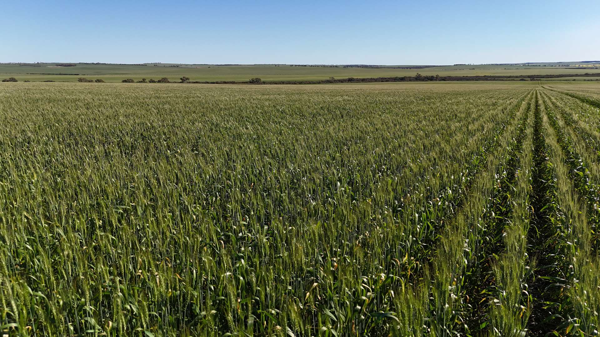 1741 Bunney Road, Arrowsmith For Sale by Farmbuy.com - image 15