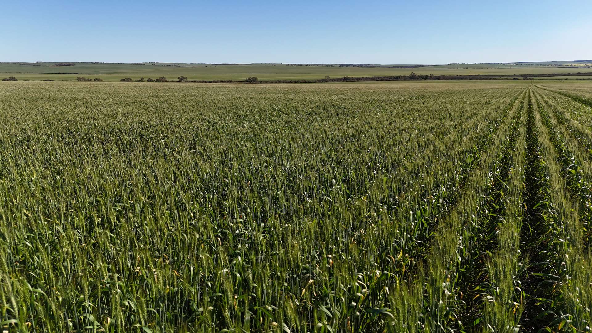 1741 Bunney Road, Arrowsmith For Sale by Farmbuy.com - image 22
