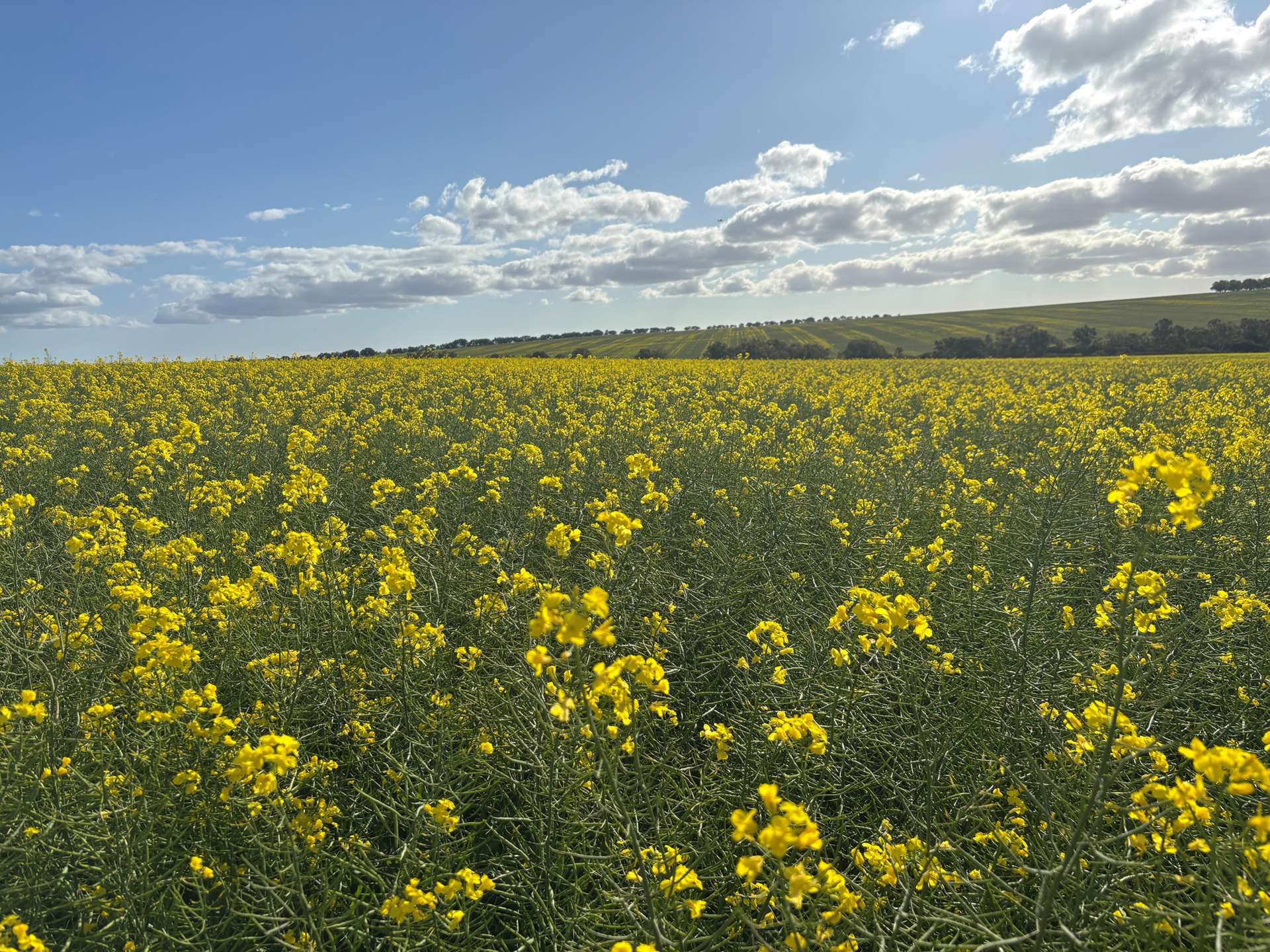 1741 Bunney Road, Arrowsmith For Sale by Farmbuy.com - image 20