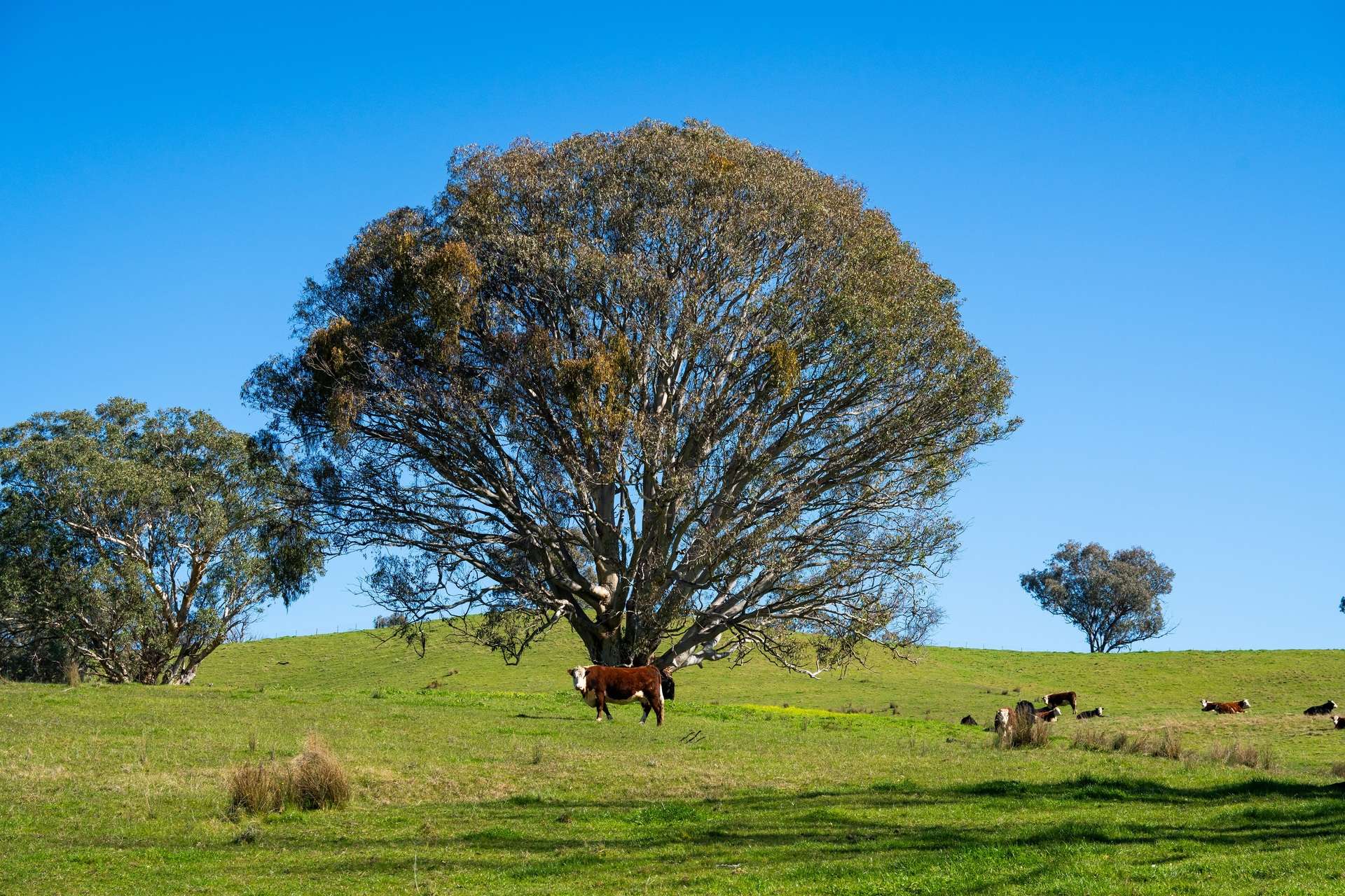 Kiewa East Road, Tangambalanga For Sale by Farmbuy.com - image 6