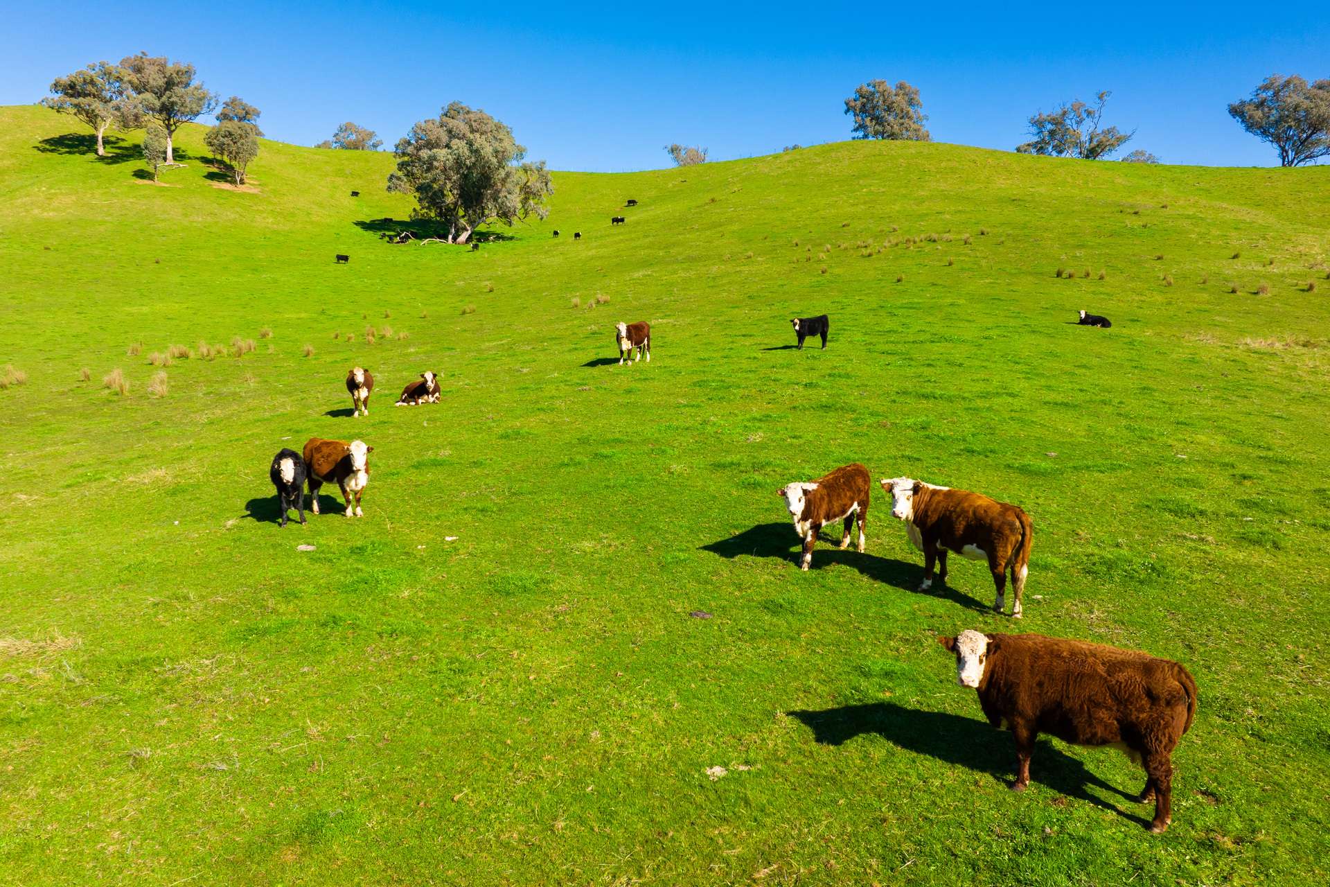 Kiewa East Road, Tangambalanga For Sale by Farmbuy.com - image 7