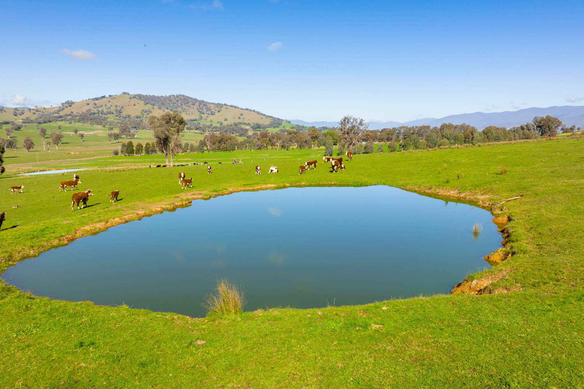Kiewa East Road, Tangambalanga For Sale by Farmbuy.com - image 12