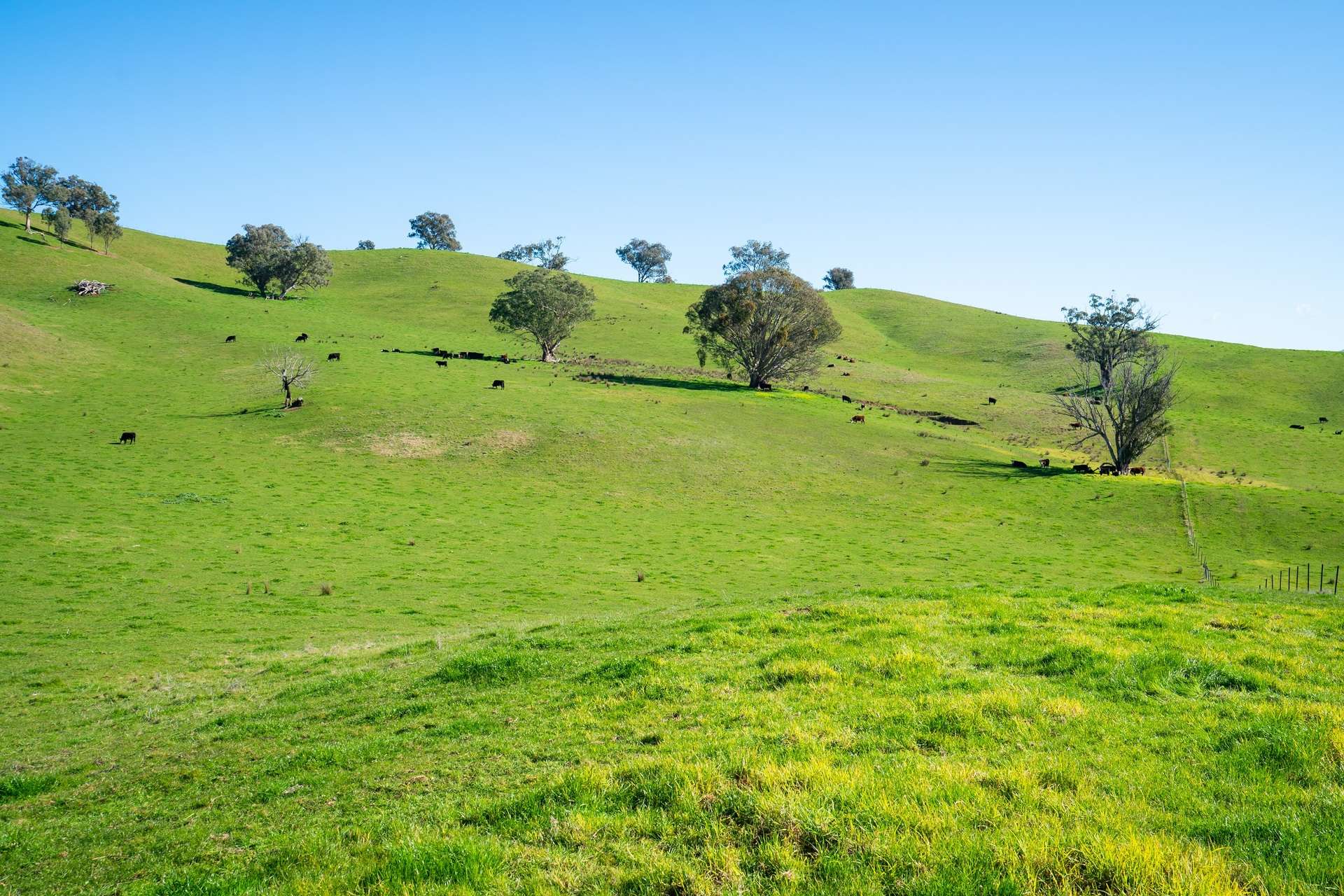 Kiewa East Road, Tangambalanga For Sale by Farmbuy.com - image 10
