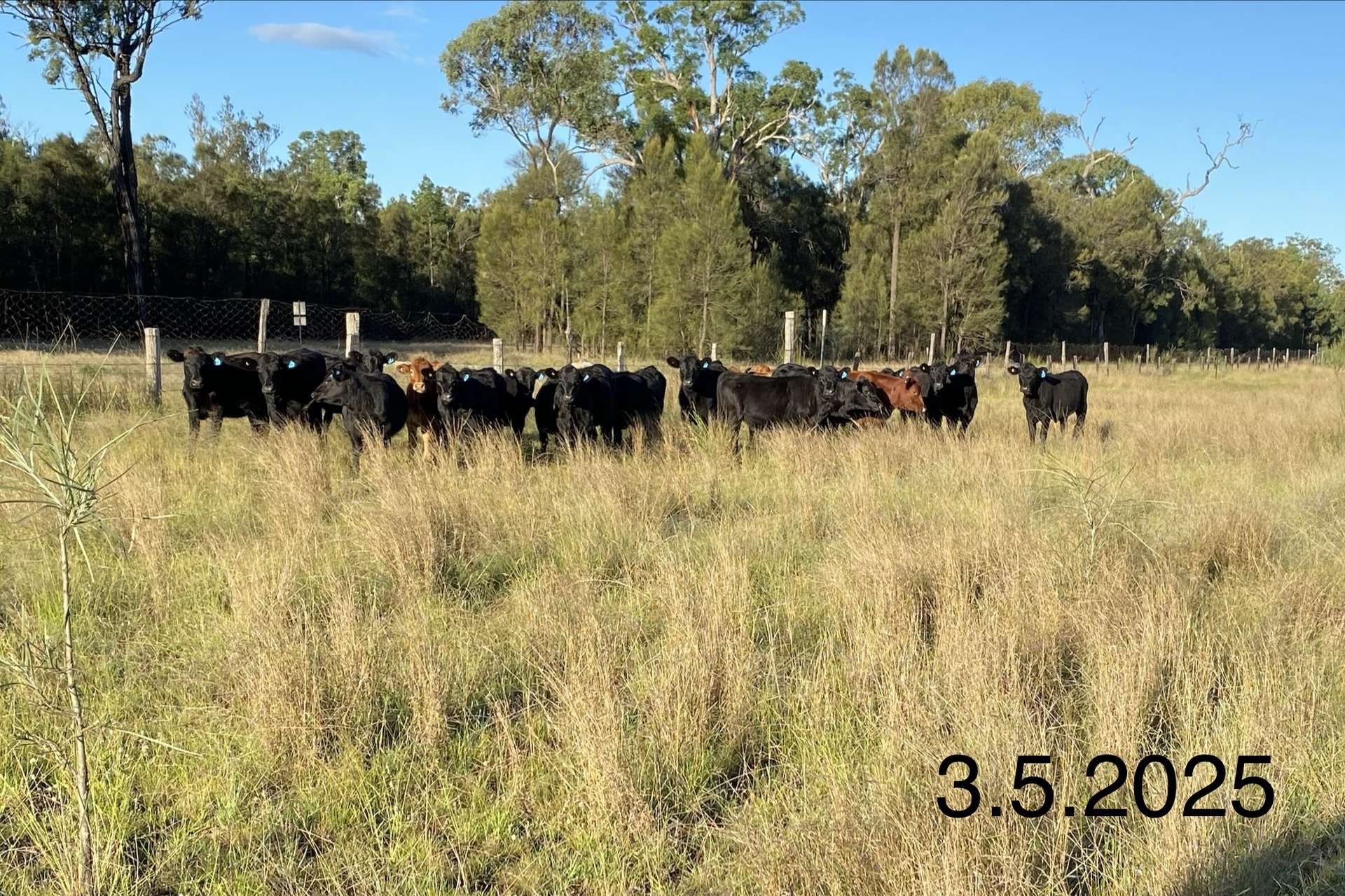824 Weranga North Road, Tara Auction by Farmbuy.com - image 31
