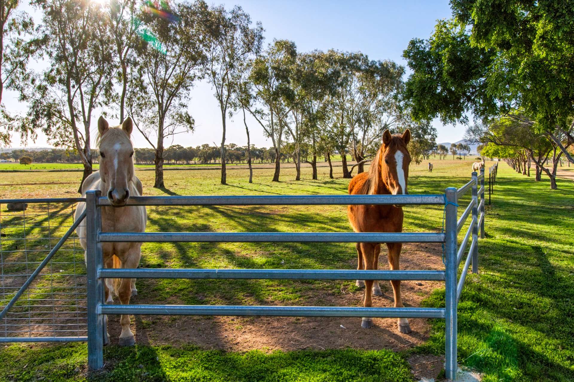 Weemala, 316 Newmans Lane, Tamworth For Sale by Farmbuy.com - image 26