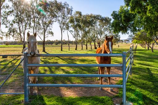 Farm For Sale - NSW - Tamworth - 2340 - Exceptional Equine Lifestyle on 100 Acres Minutes from Tamworth 