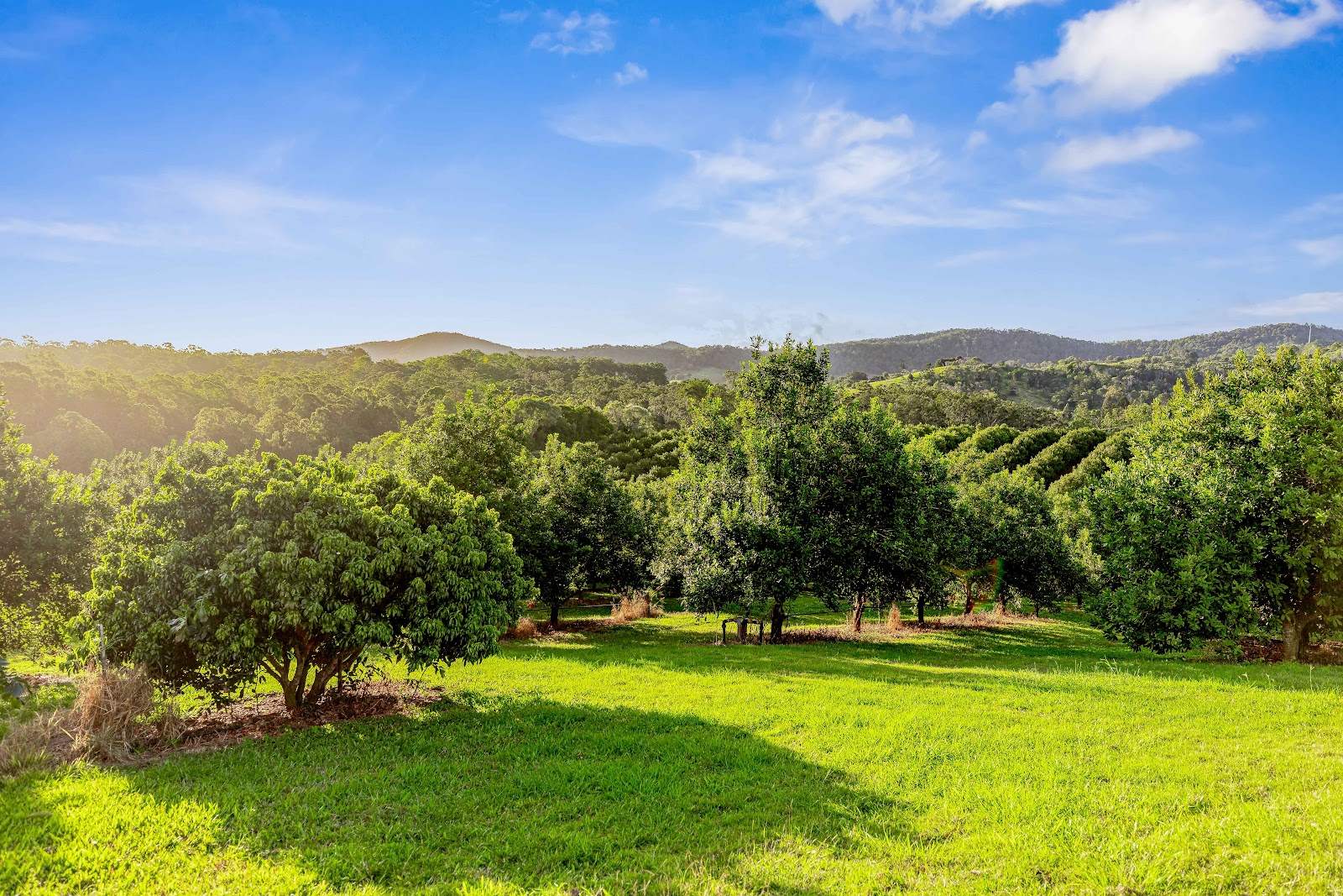 428 Shadbolt Road, Mothar Mountain For Sale by Farmbuy.com - image 8