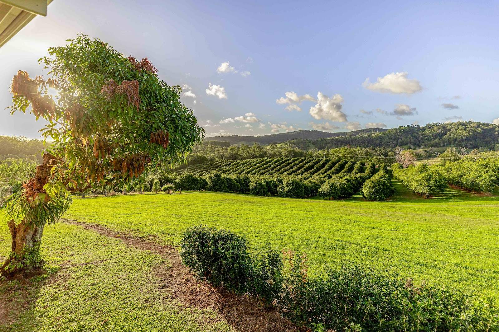 428 Shadbolt Road, Mothar Mountain For Sale by Farmbuy.com - image 12