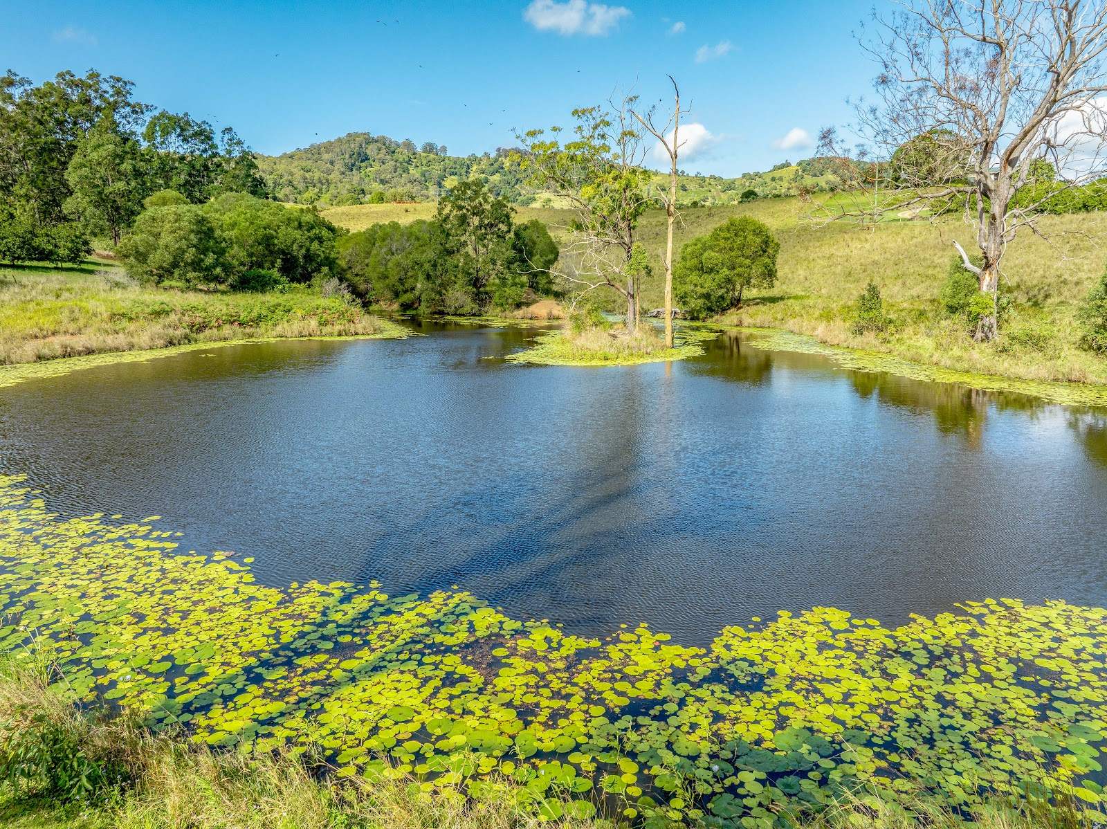 428 Shadbolt Road, Mothar Mountain For Sale by Farmbuy.com - image 27