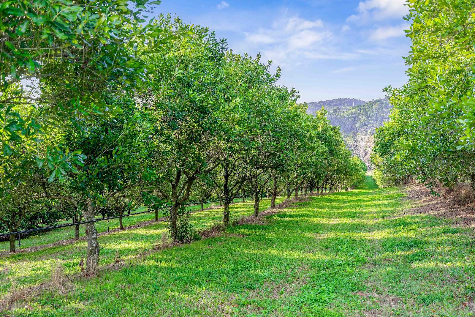 428 Shadbolt Road, Mothar Mountain For Sale by Farmbuy.com - image 3