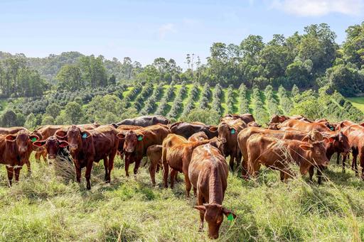 Farm For Sale - QLD - Mothar Mountain - 4570 - Where Productive Farming Meets Exceptional Lifestyle 