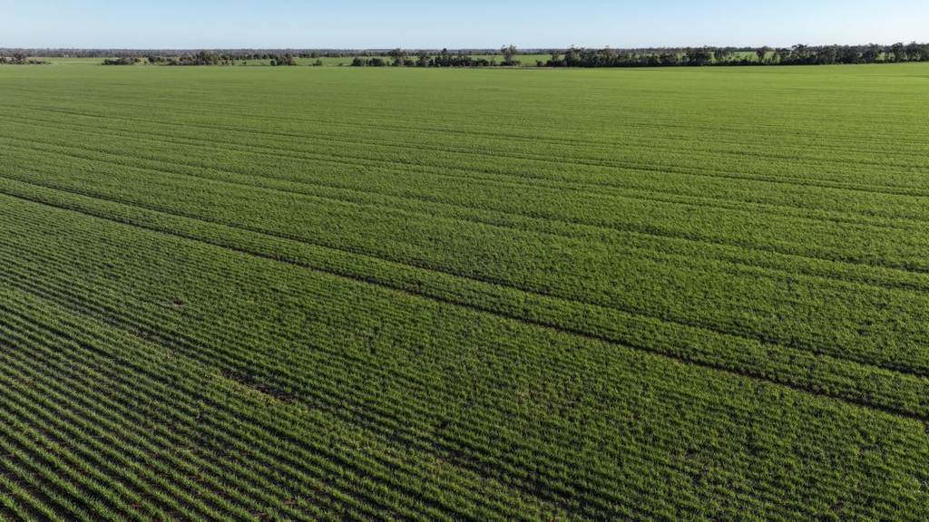 Billandrie West, Pallamallawa NSW 2399