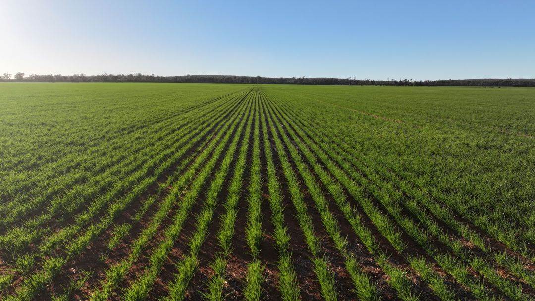 Billandrie West, Pallamallawa For Sale by Farmbuy.com - image 17