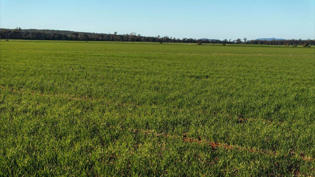 Billandrie West, Pallamallawa For Sale by Farmbuy.com - image 18
