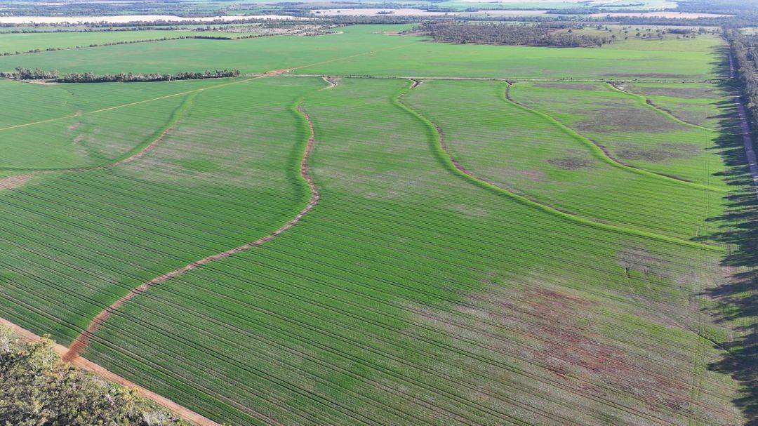 Billandrie West, Pallamallawa For Sale by Farmbuy.com - image 26