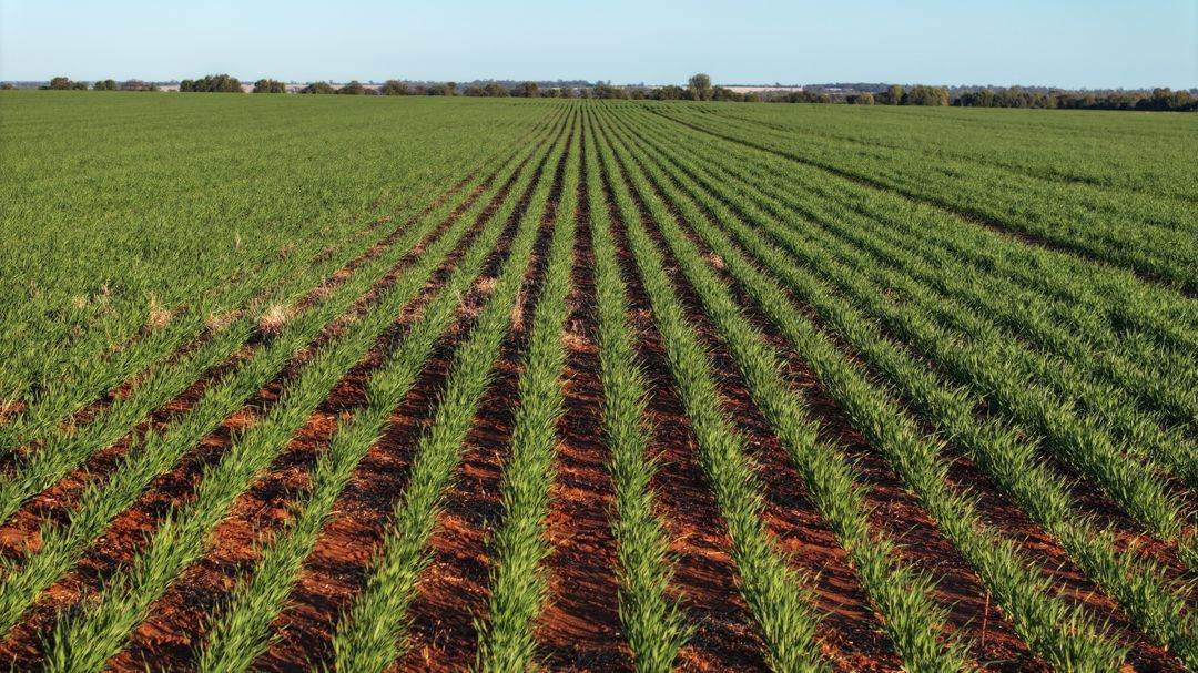 Billandrie West, Pallamallawa For Sale by Farmbuy.com - image 20