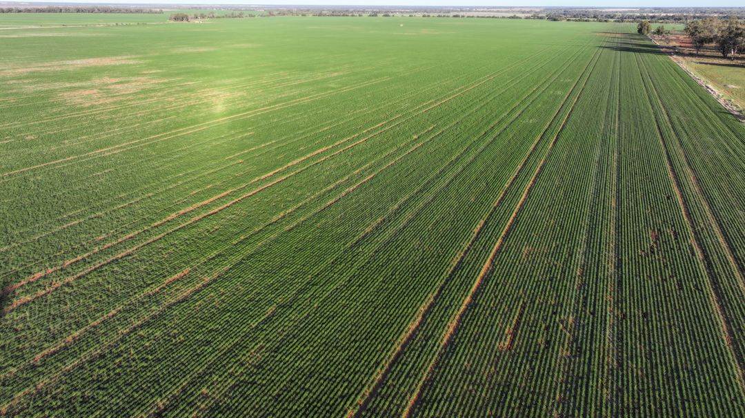 Billandrie West, Pallamallawa For Sale by Farmbuy.com - image 11