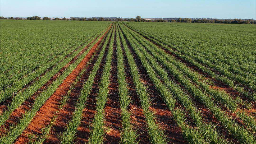 Billandrie West, Pallamallawa For Sale by Farmbuy.com - image 19