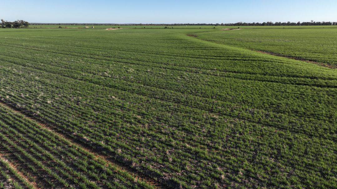 Billandrie West, Pallamallawa For Sale by Farmbuy.com - image 27