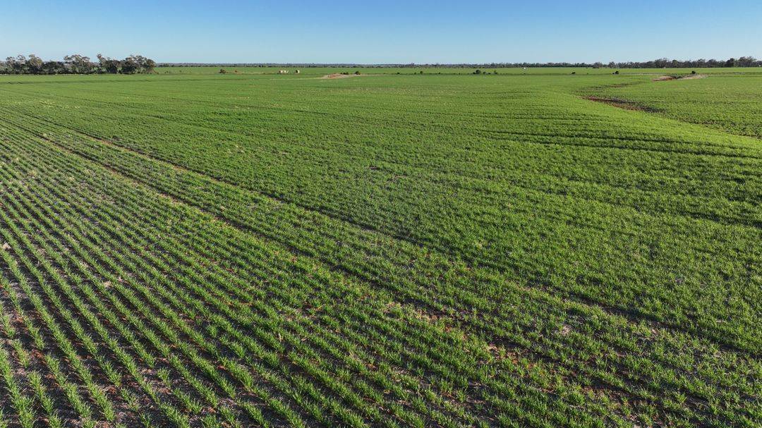Billandrie West, Pallamallawa For Sale by Farmbuy.com - image 28