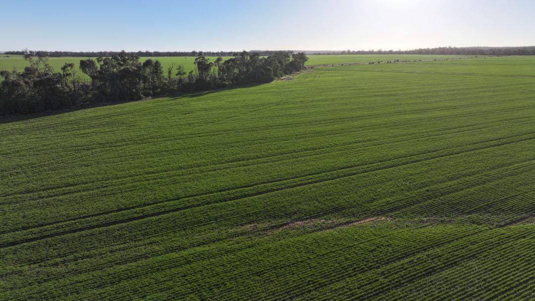 Billandrie West, Pallamallawa For Sale by Farmbuy.com - image 21