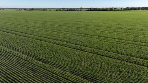 Billandrie West, Pallamallawa NSW 2399