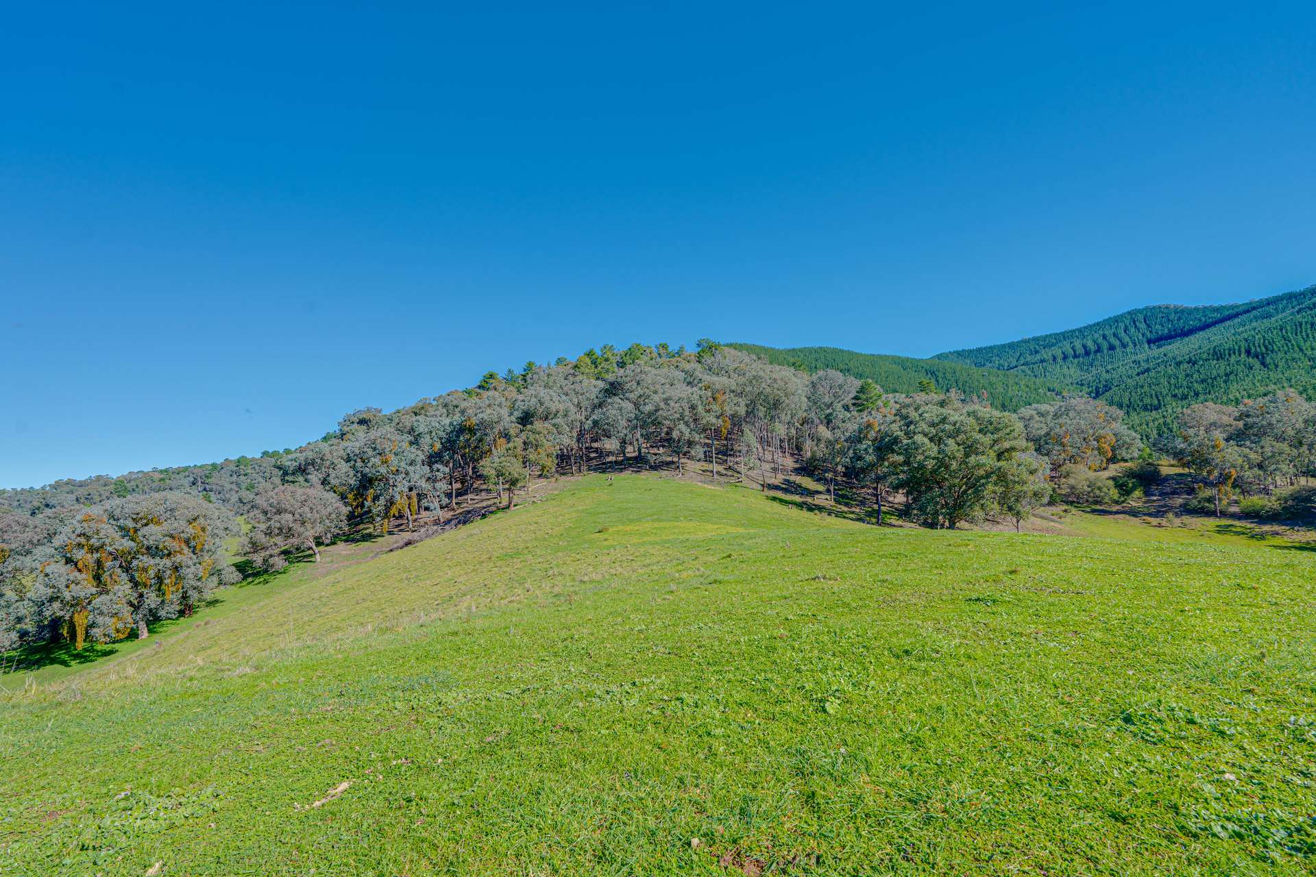 Lot 1 Merriang Homestead Road, Myrtleford For Sale by Farmbuy.com - image 21