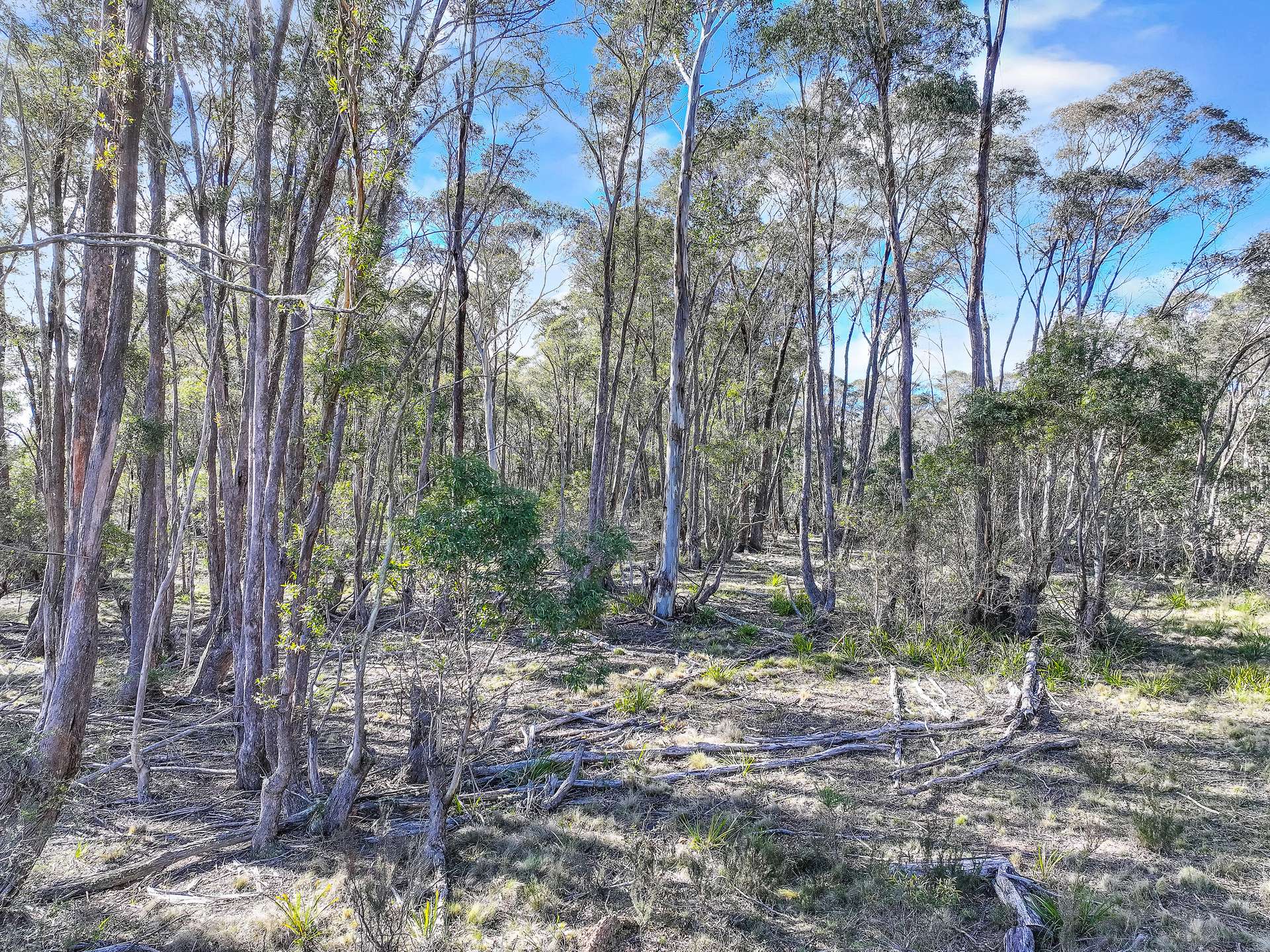 Lot 193 / 443 Back Creek Road, Mongarlowe For Sale by Farmbuy.com - image 18