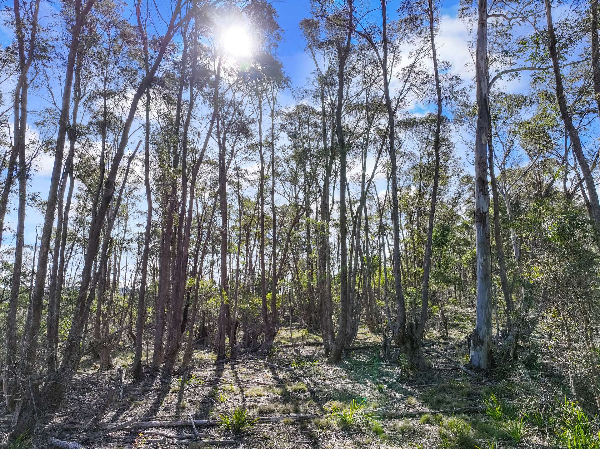 Lot 193 / 443 Back Creek Road, Mongarlowe For Sale by Farmbuy.com - image 19