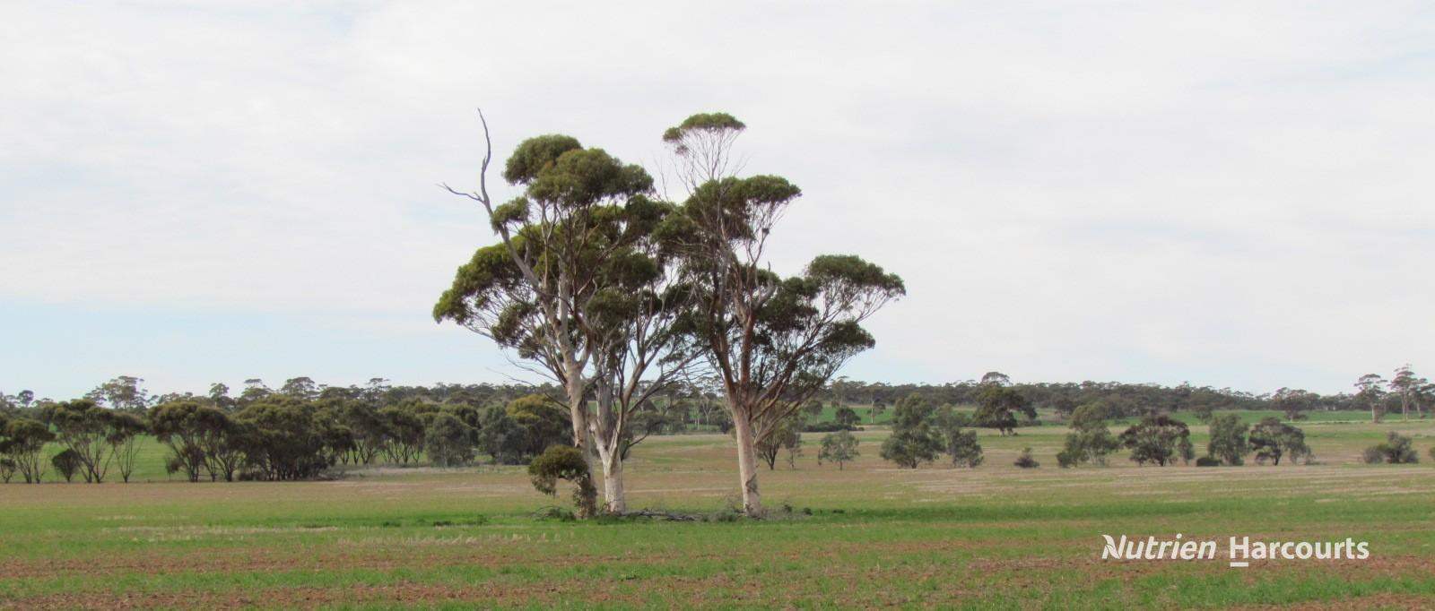 984 Lampard Tremlett Road, Coorow For Sale by Farmbuy.com - image 23