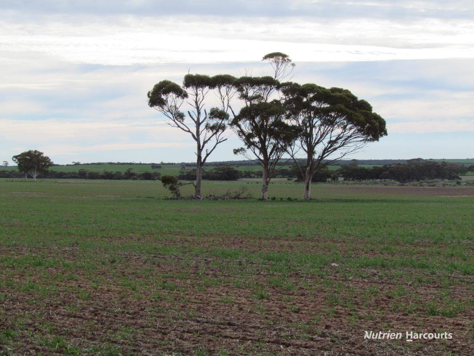 984 Lampard Tremlett Road, Coorow For Sale by Farmbuy.com - image 24