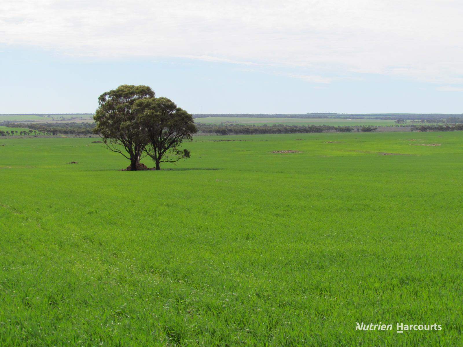984 Lampard Tremlett Road, Coorow For Sale by Farmbuy.com - image 2