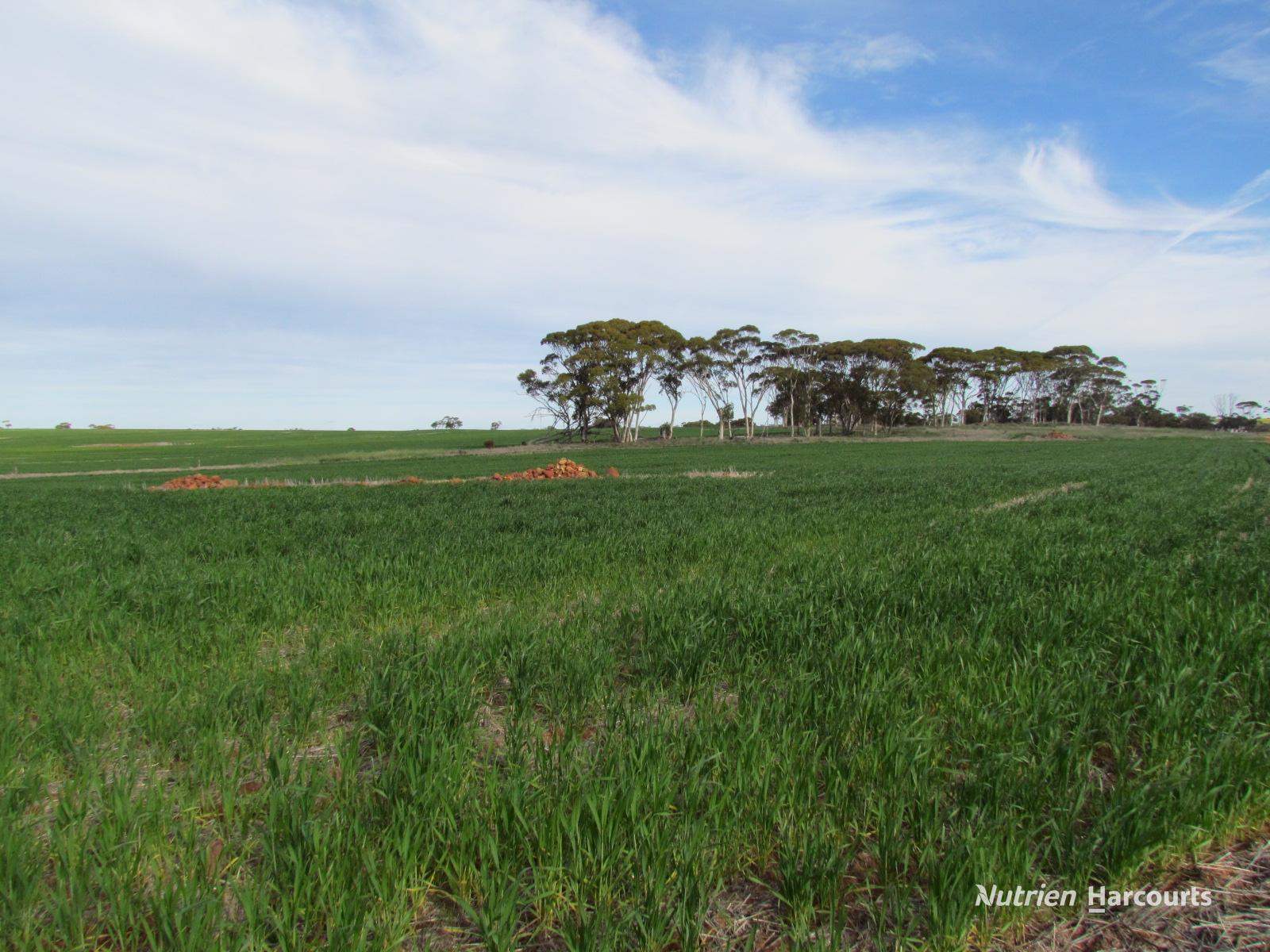 984 Lampard Tremlett Road, Coorow For Sale by Farmbuy.com - image 35