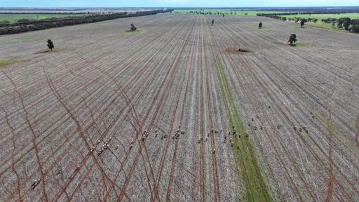 Farm For Sale - NSW - Tabbita - 2652 - 