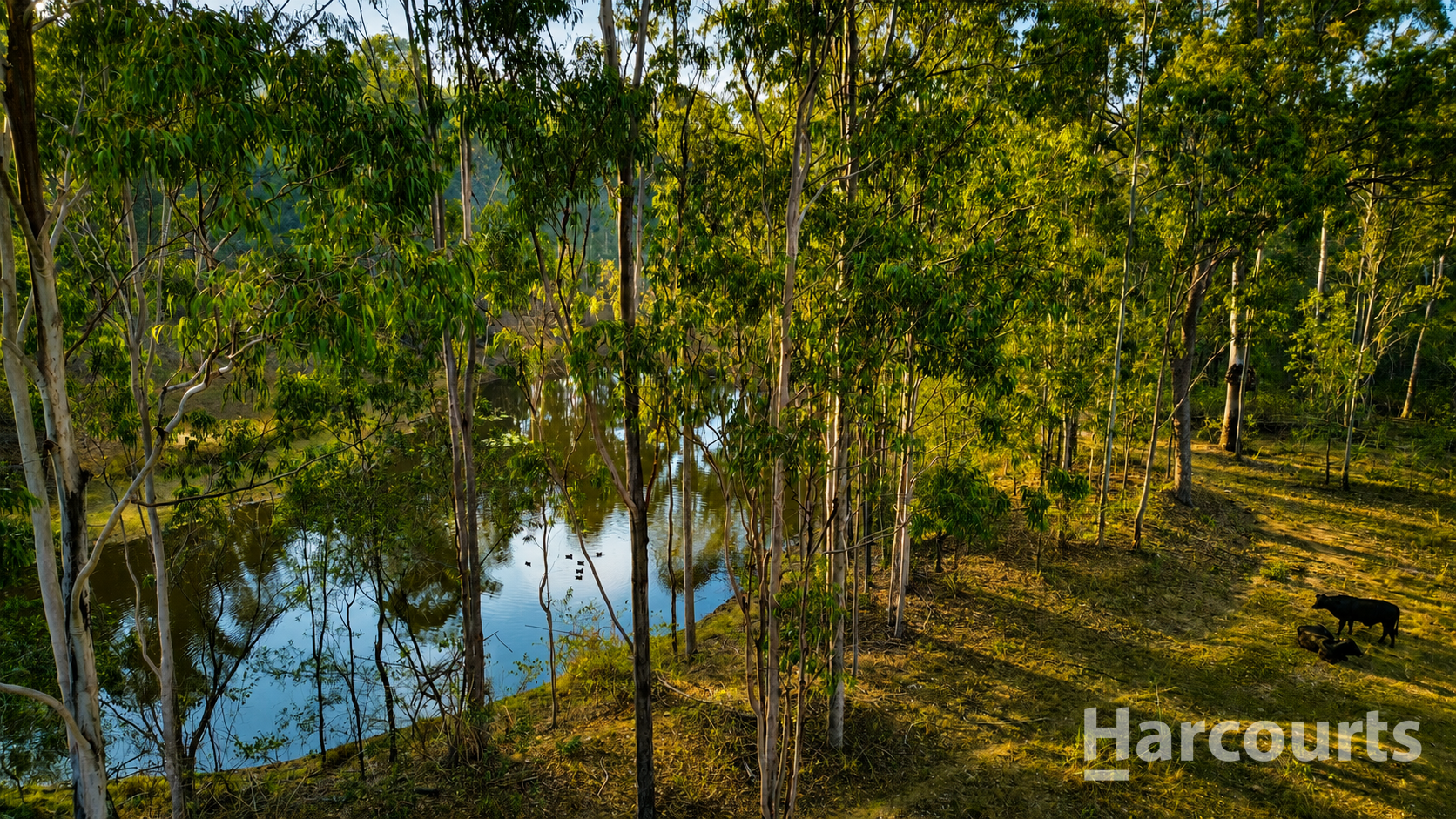 347 Berries Road, Kullogum For Sale by Farmbuy.com - image 5