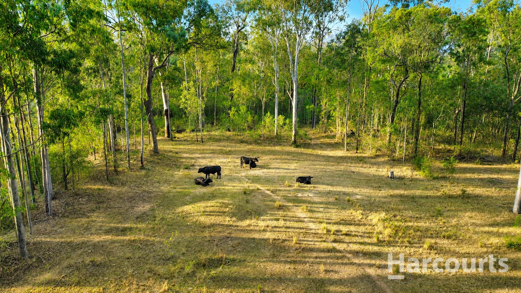 347 Berries Road, Kullogum For Sale by Farmbuy.com - image 3