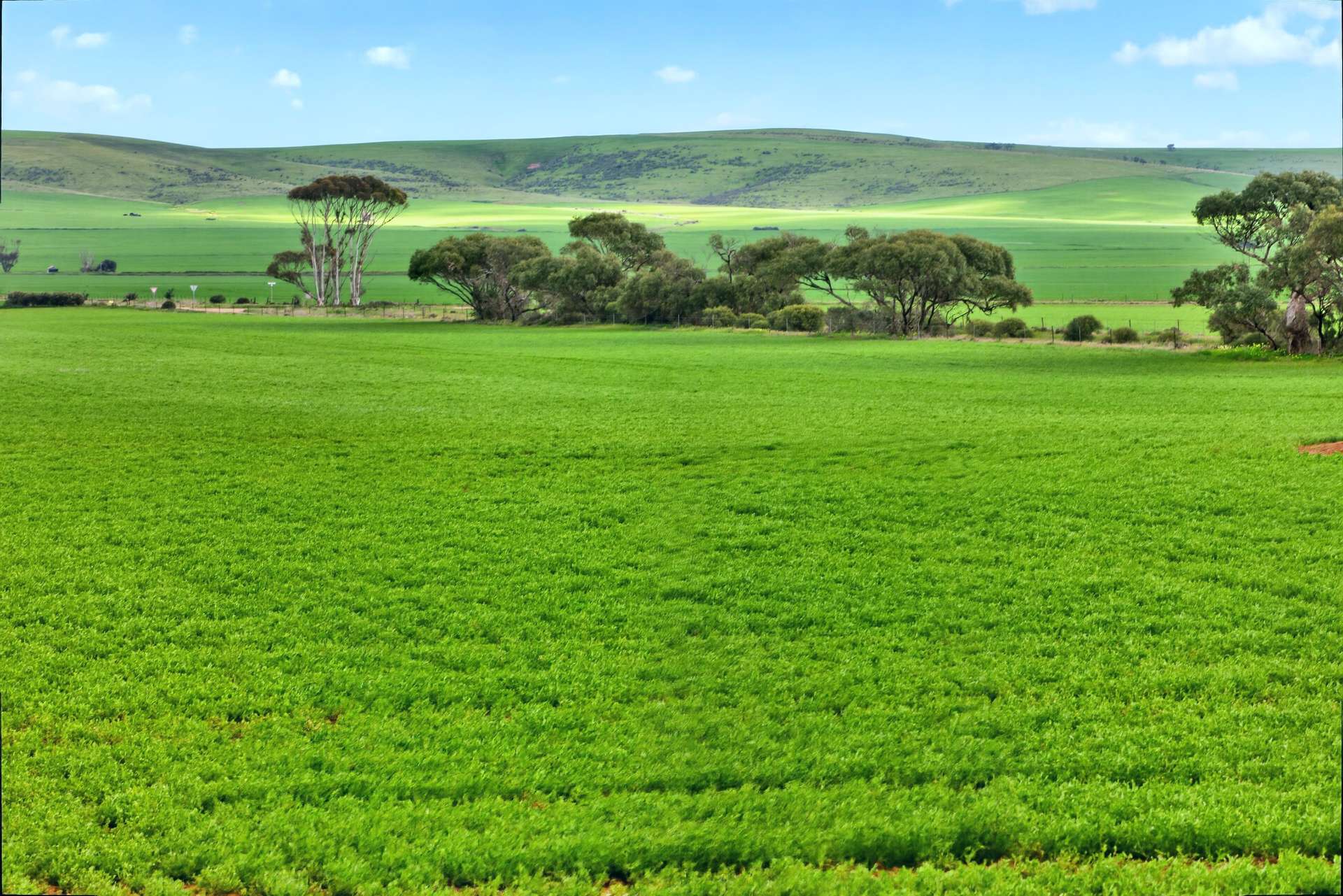 'Gleeson's Corner' Gleeson Road, Mount Templeton For Sale by Farmbuy.com - image 4