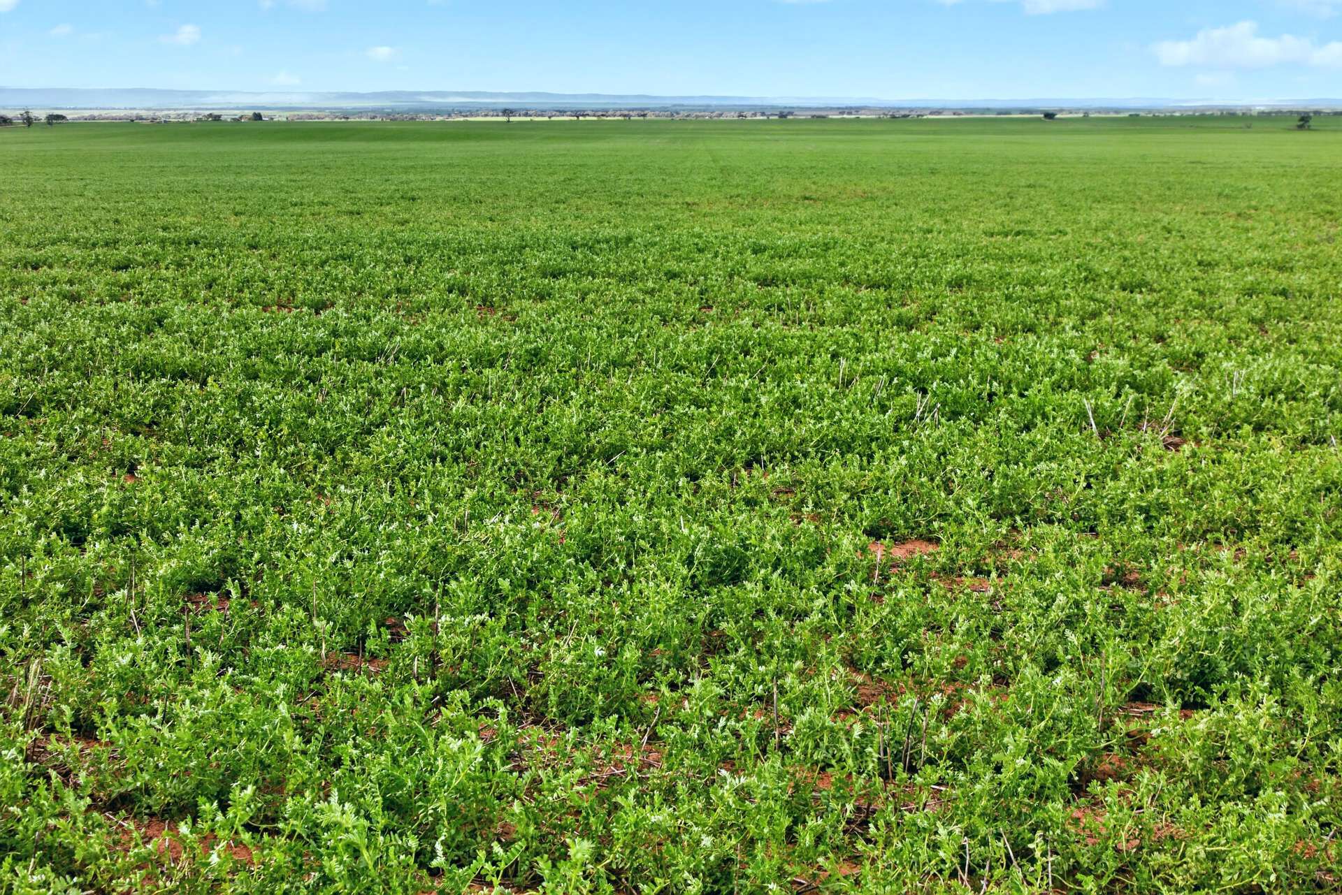 'Gleeson's Corner' Gleeson Road, Mount Templeton For Sale by Farmbuy.com - image 20
