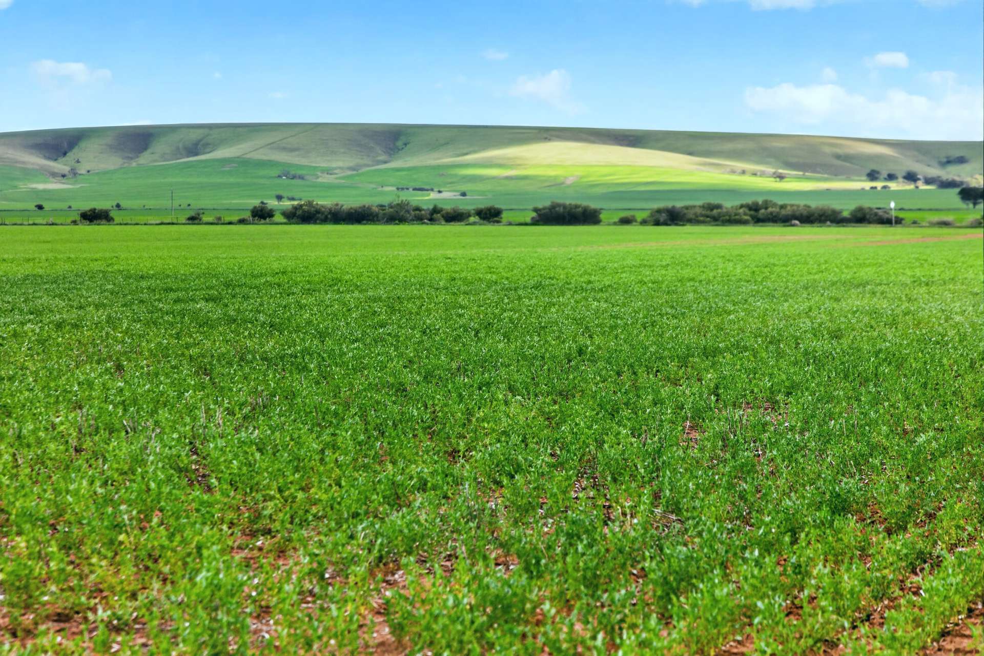 'Gleeson's Corner' Gleeson Road, Mount Templeton For Sale by Farmbuy.com - image 22