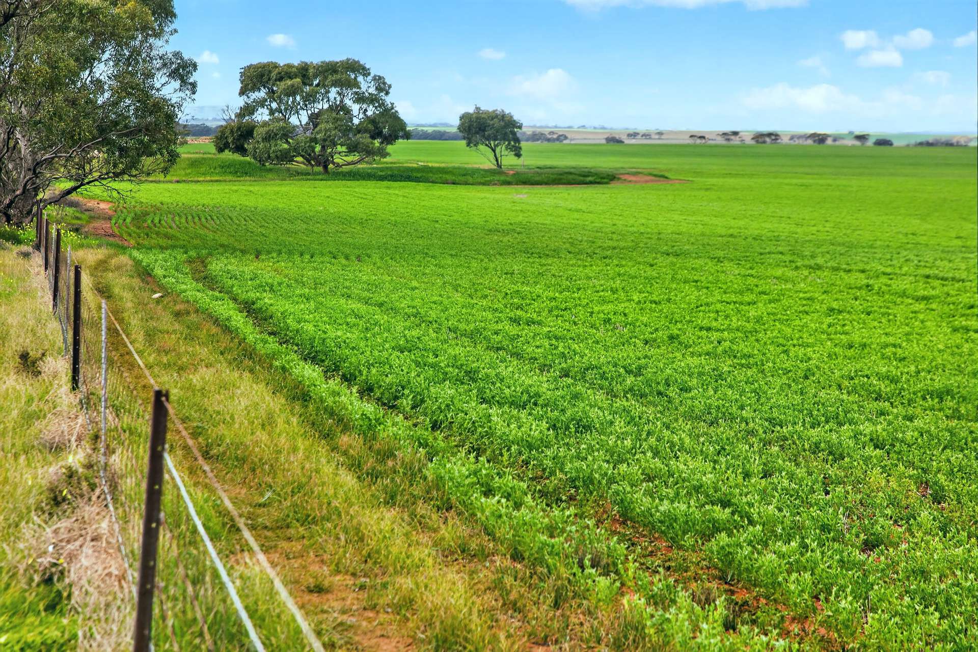 'Gleeson's Corner' Gleeson Road, Mount Templeton For Sale by Farmbuy.com - image 7