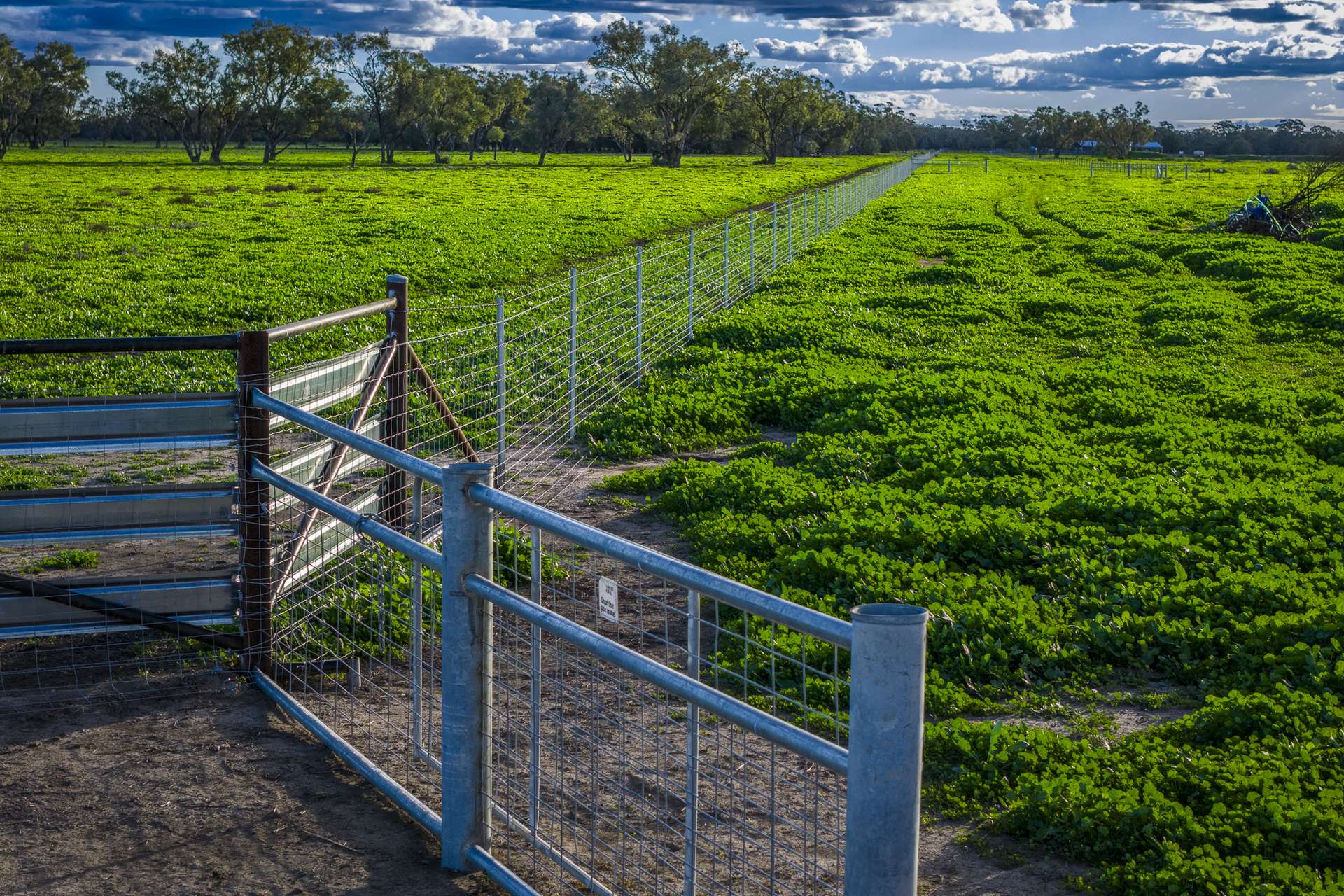 7856 Carinda Road, Gungalman Auction by Farmbuy.com - image 5