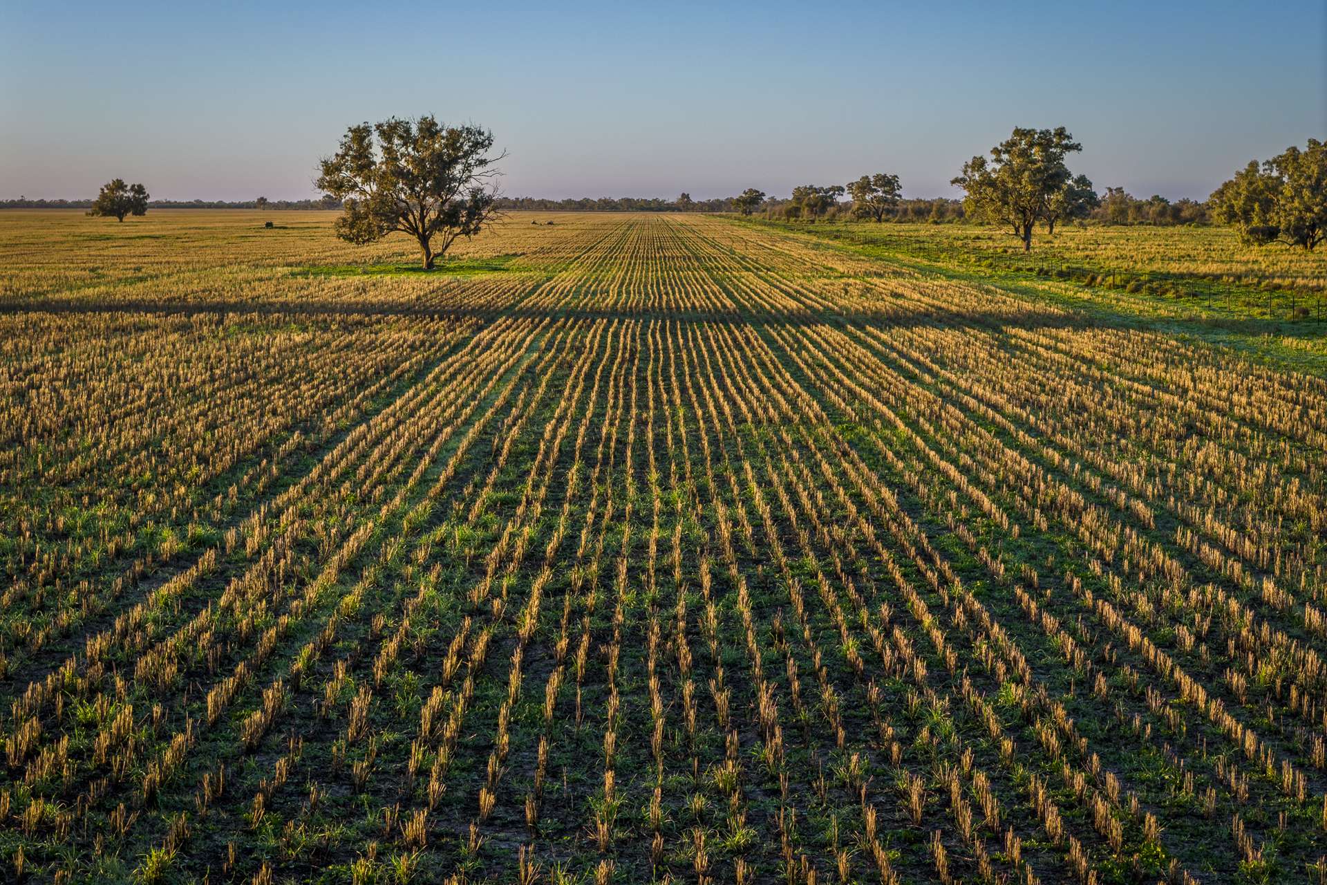 7856 Carinda Road, Gungalman Auction by Farmbuy.com - image 3