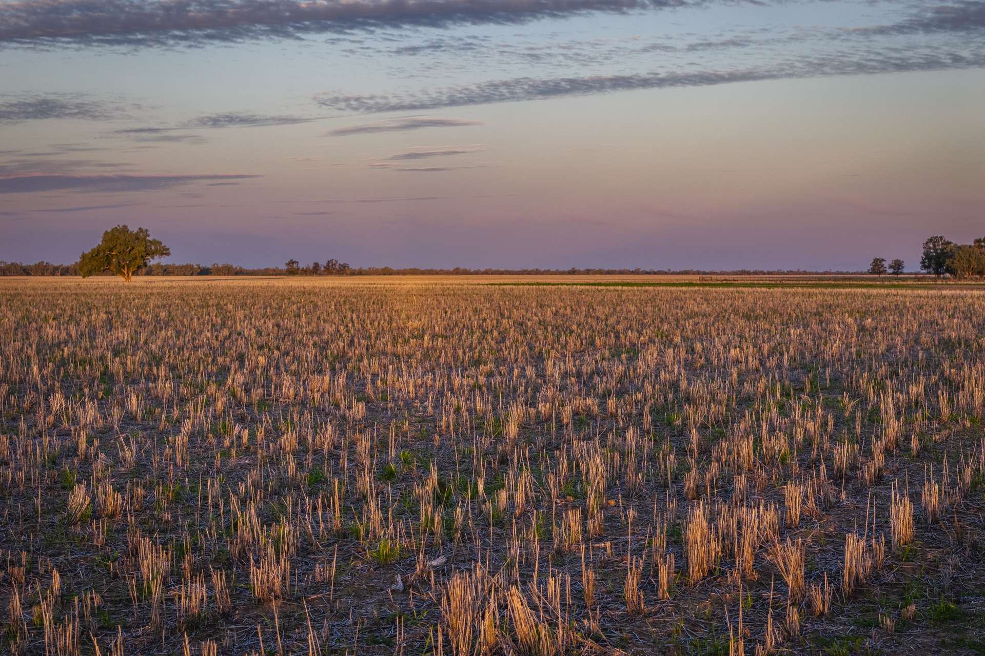 7856 Carinda Road, Gungalman Auction by Farmbuy.com - image 17