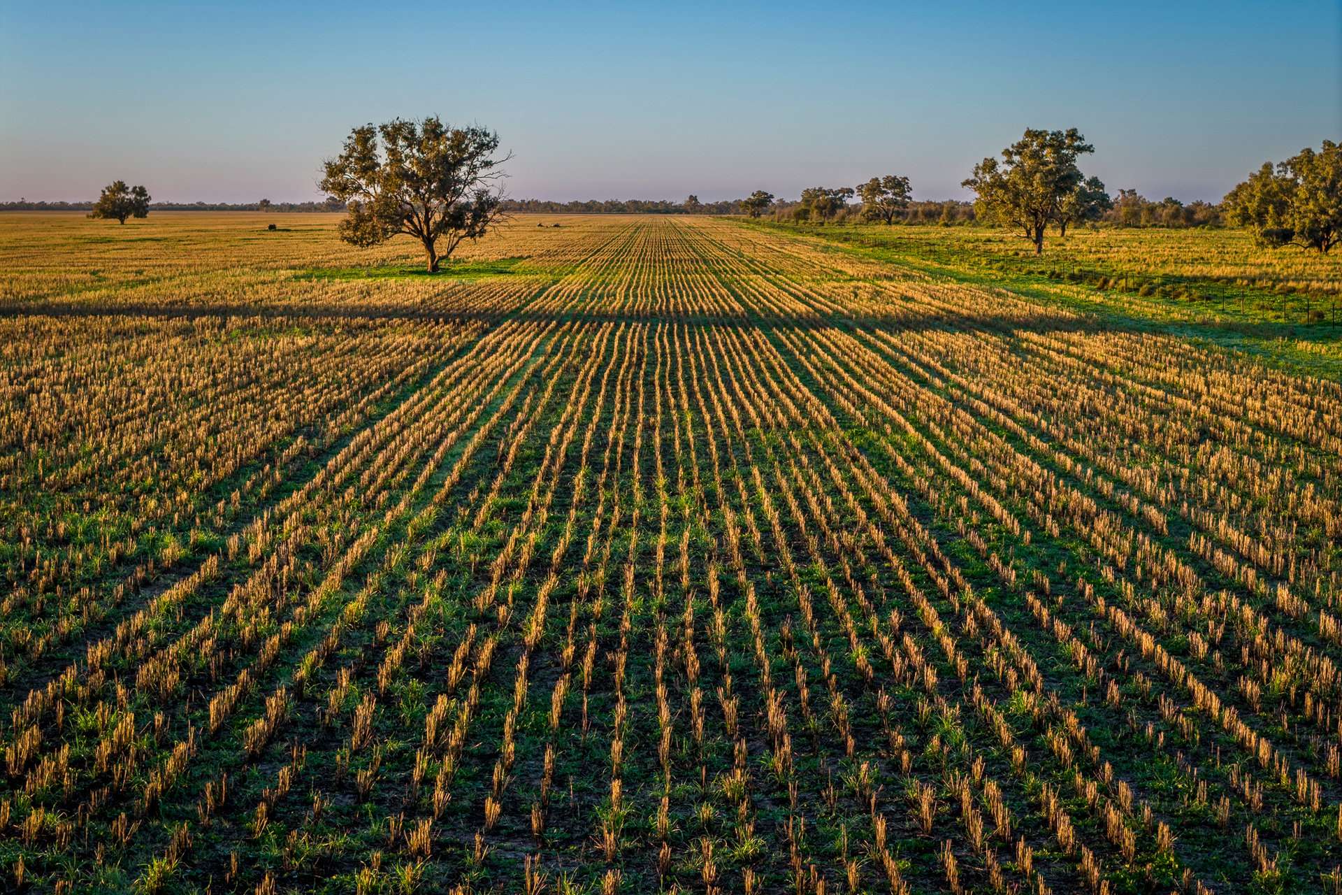 7856 Carinda Road, Gungalman Auction by Farmbuy.com - image 3