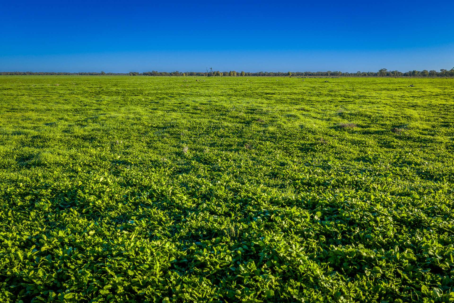 7856 Carinda Road, Gungalman Auction by Farmbuy.com - image 4