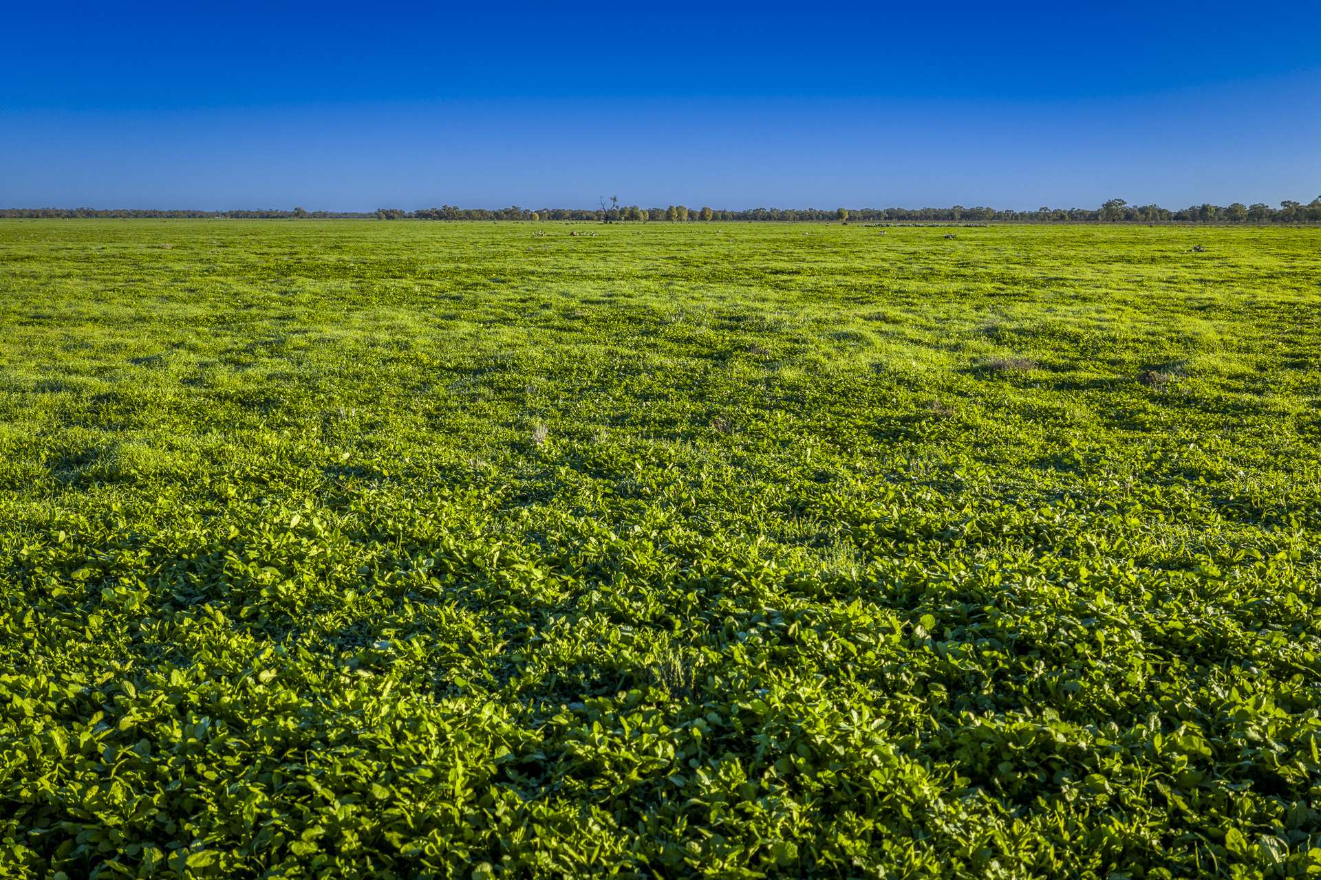 7856 Carinda Road, Gungalman Auction by Farmbuy.com - image 4
